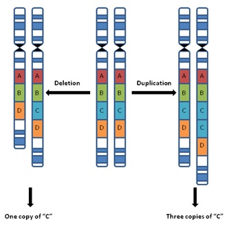 copy number variation