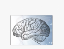 brain