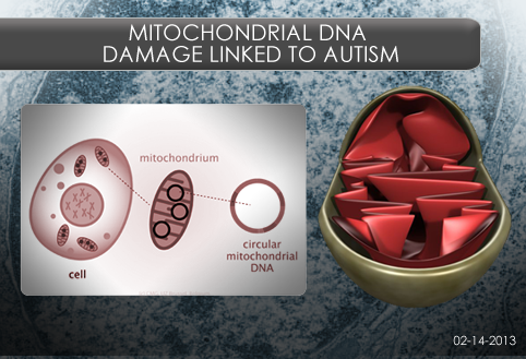 Mitochondrial_DNA_Damage_Linked_to_Autismv4