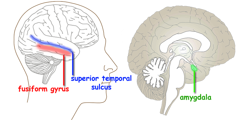 nonverbal brain parts