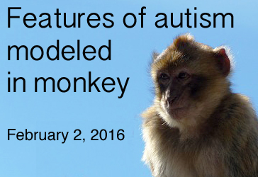 monkey model_3